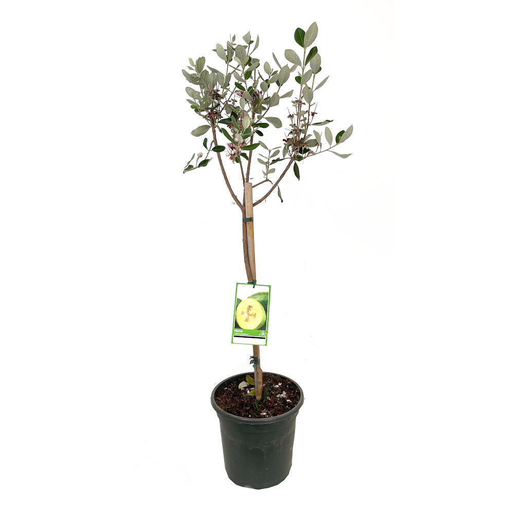 Feijoa Sellowiana M26 120cm (guayabo De Brasil)_1