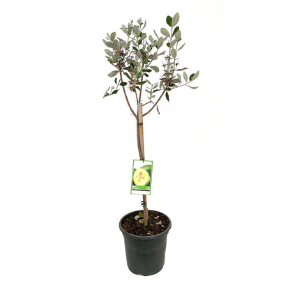 Feijoa Sellowiana M26 120cm (guayabo De Brasil)_1