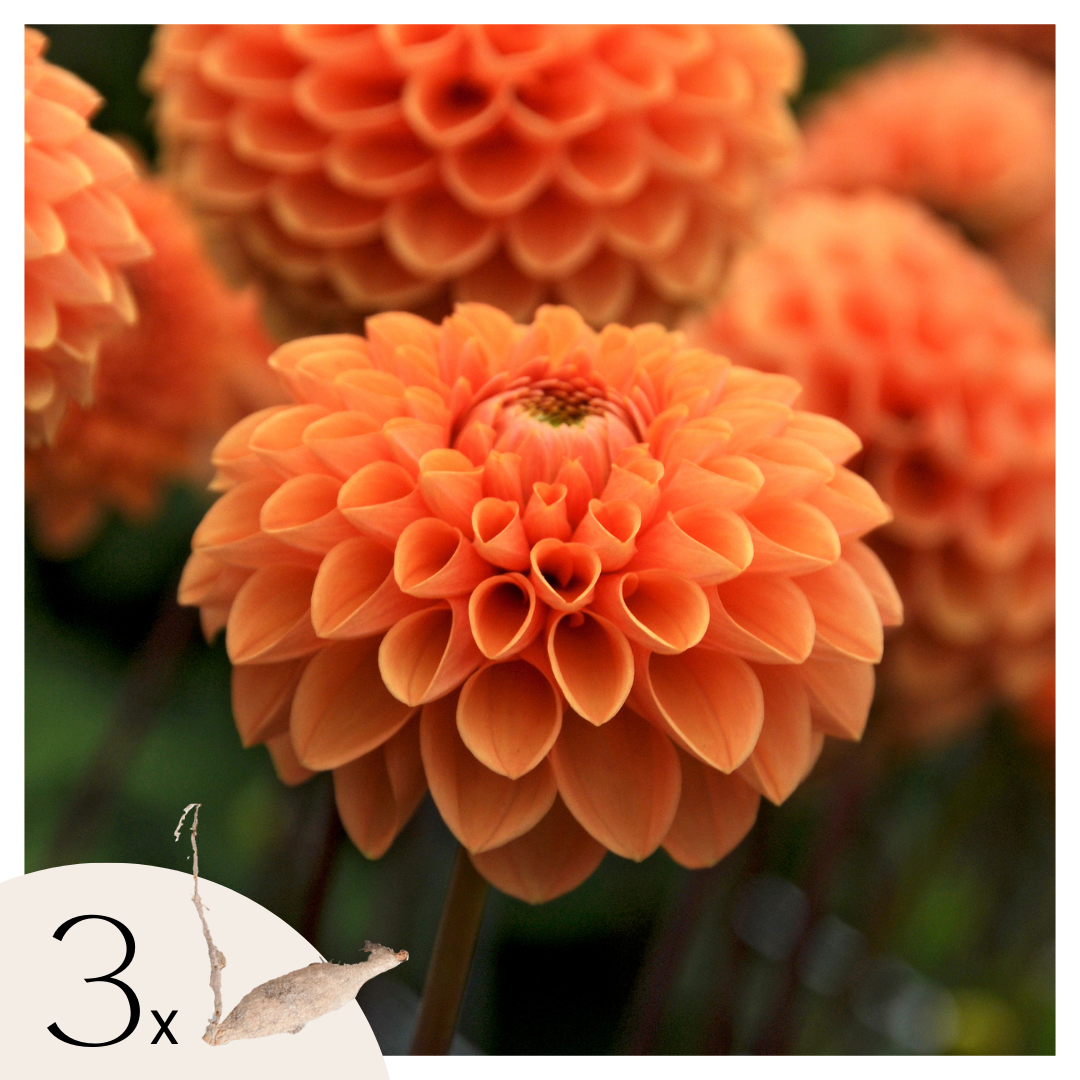 Tubérculos De Dalia - 3 Pzs - Dahlia 'sylvia' - Naranja_0