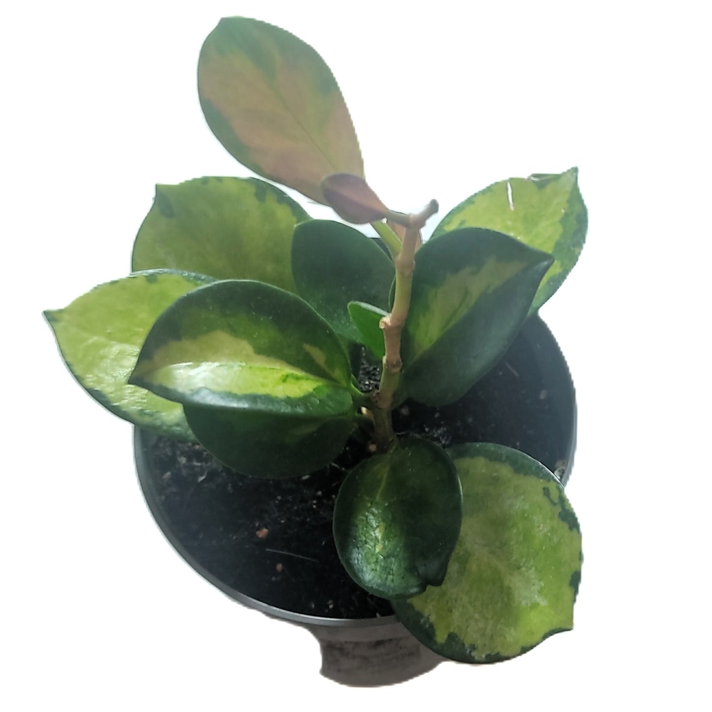 Hoya Australis 'lisa'; Planta Flor De Cera; Curiosarium; Maceta 10,5 Cm Diámetro_1