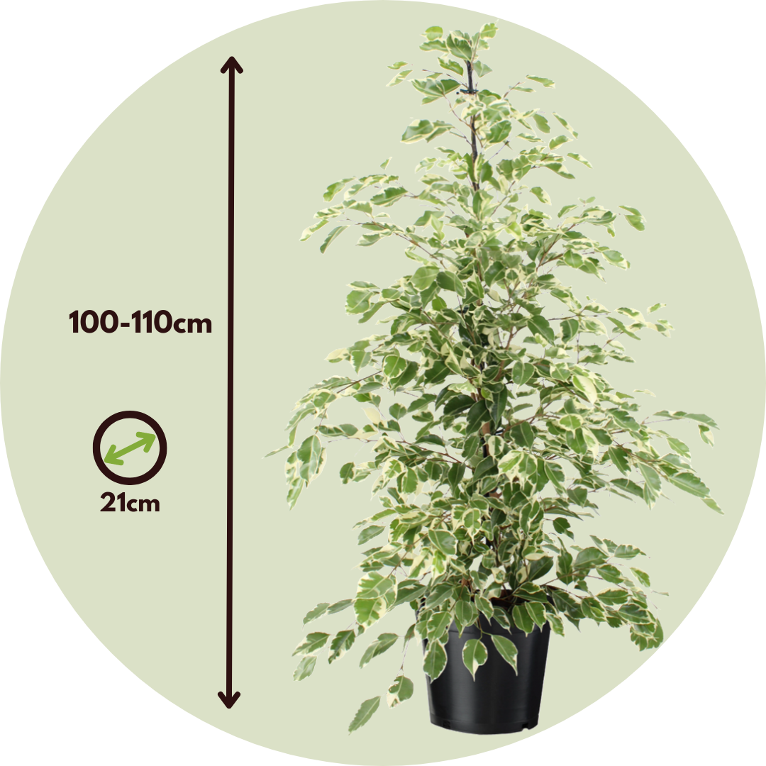 Higuera Llorona - Ficus Benjamina 'twilight' - Altura 100-110cm - ⌀21cm