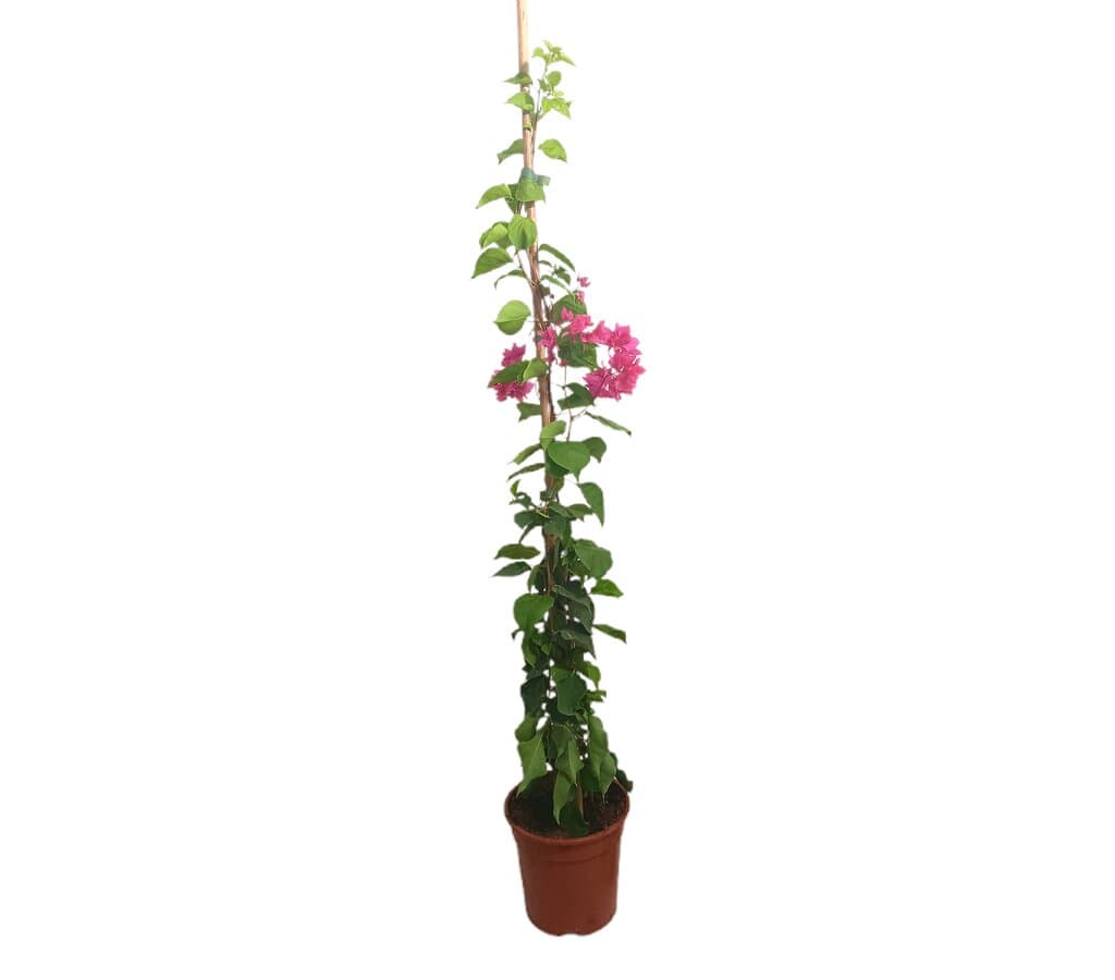 Bouganvillea Variada Doble M20 120-150cm_0