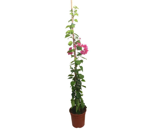 Bouganvillea Variada Doble M20 120-150cm_0