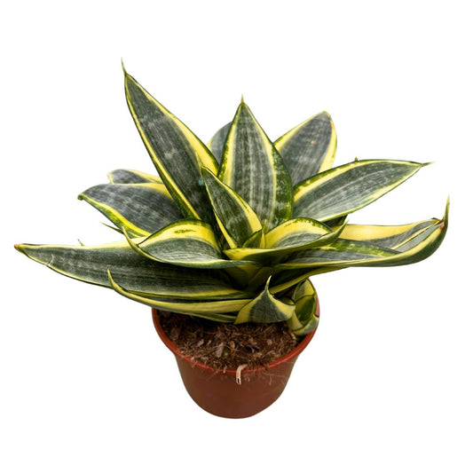 Mini Sansevieria Laurentii Lengua De Suegra M9_0