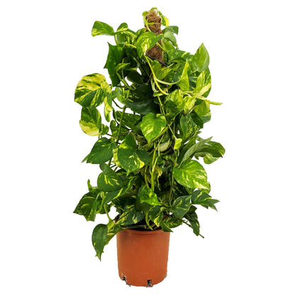 Potho Neón - Epipremnum Scindapsus 'aureum' - Altura 80-90cm - ⌀21cm_0
