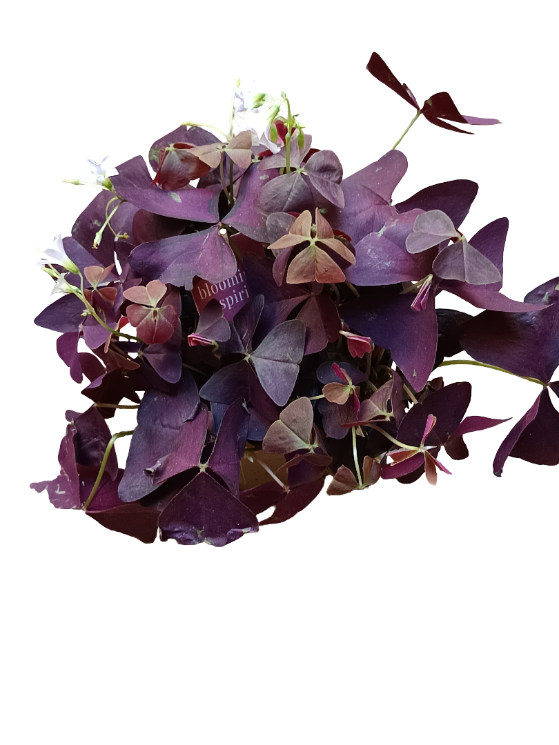 Planta Mariposa OXALIS Triangularis Planta con movimiento Ø12