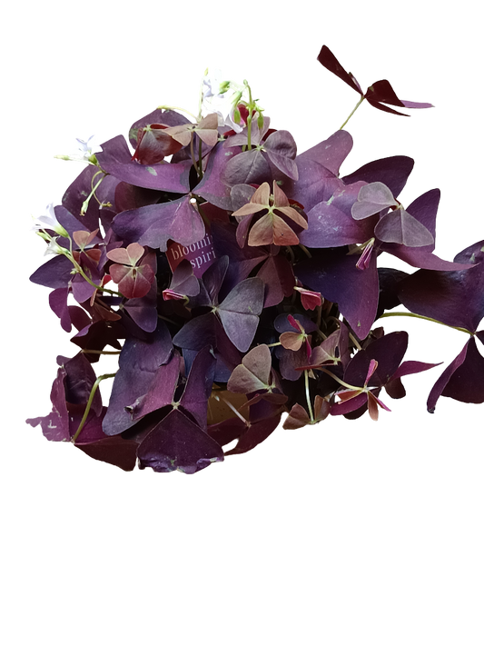 Planta Mariposa OXALIS Triangularis Planta con movimiento Ø12