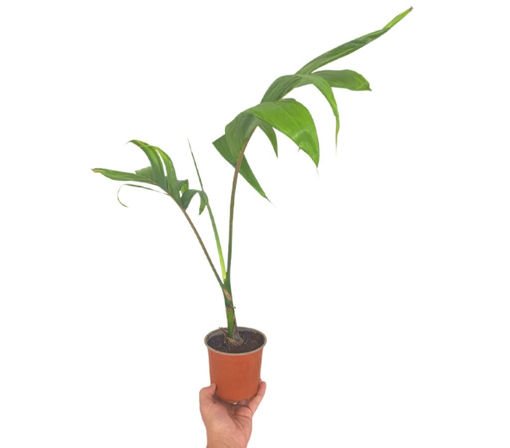 Chambeyronia Macrocarpa M12_0