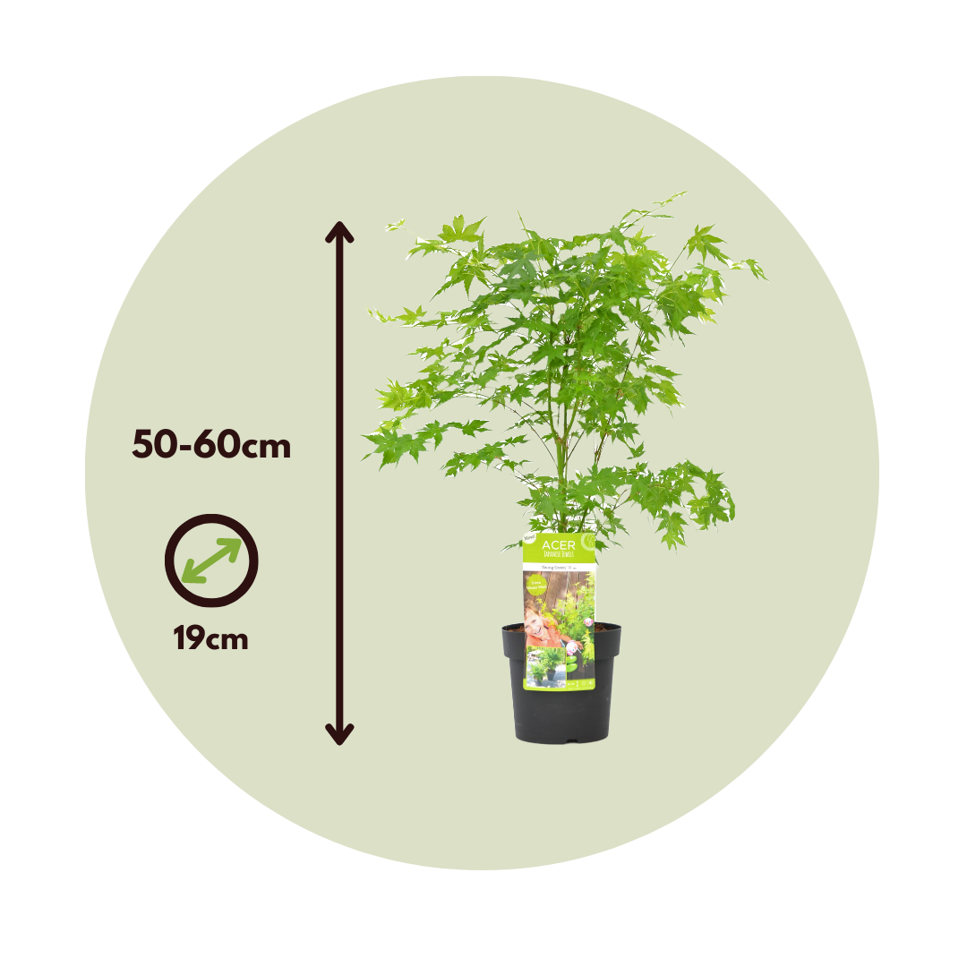 Arce Japonés - 2 Pzs - Acer Palmatum 'going Green' - Altura 50-60cm - ⌀19cm_2