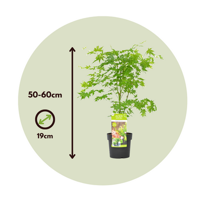 Arce Japonés - 2 Pzs - Acer Palmatum 'going Green' - Altura 50-60cm - ⌀19cm_2