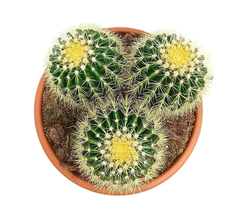 Echinocactus Grusonii T35_1