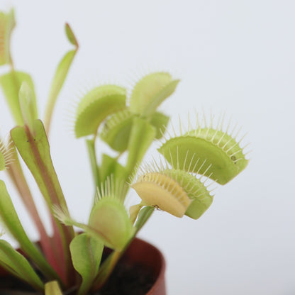 Atrapamoscas De Venus - 3 Pzs - Dionaea Muscipula - Altura 5-15cm - ⌀55cm