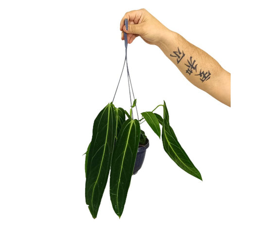 Anthurium Warocqueanum M15_0