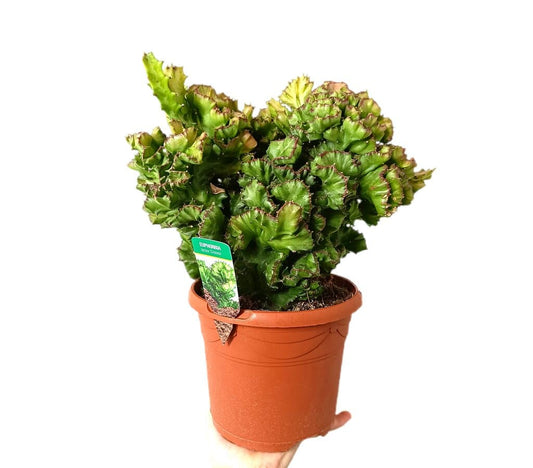Euphorbia Lactea Cristata M17_0