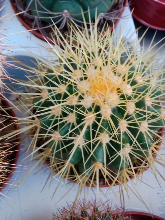 Planta Cactus Echinocactus Grusonii Ø8 Cm