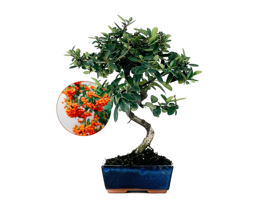 Bonsái Pyracantha – Espino De Fuego 7 Años_0