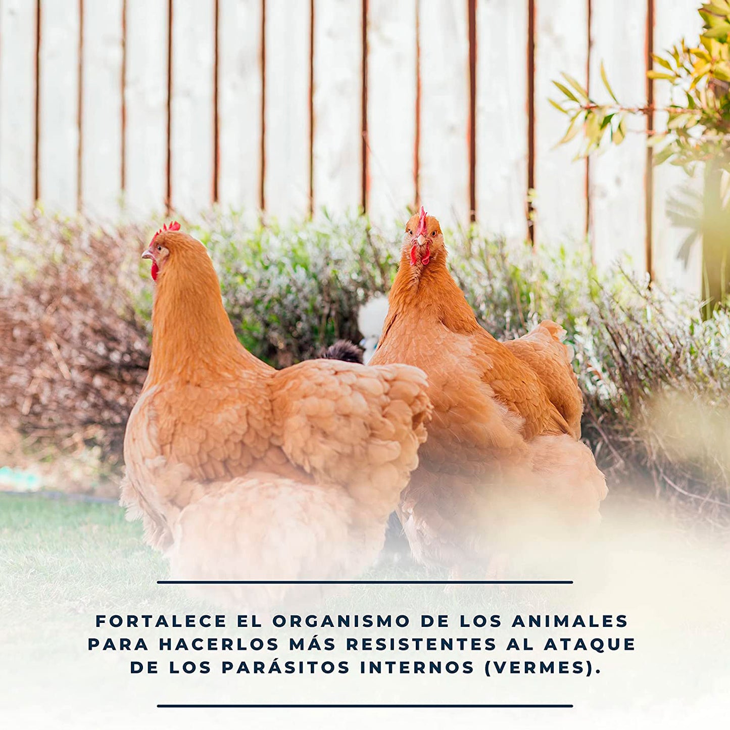 Soluverm - Desparasita Tus Gallinas, Faisanes Y Conejos Contra Parásitos Internos Tipo Vermes - 1 L_3