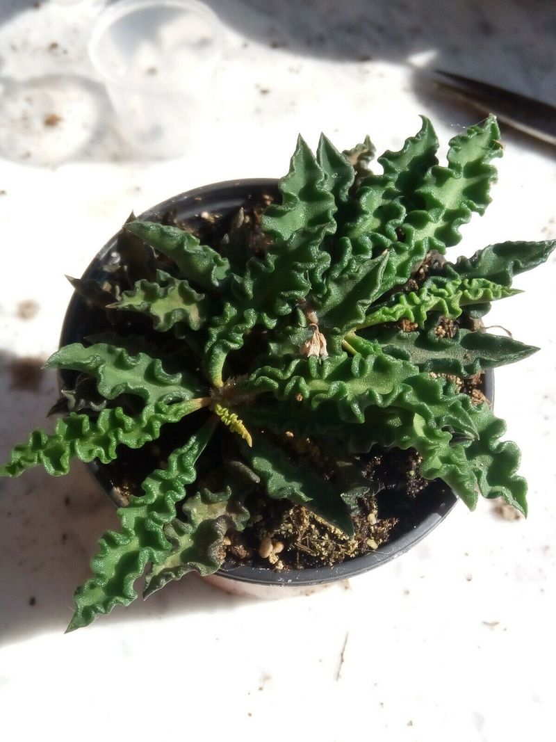 Euphorbia Decary Pequeñas Planta Suculenta Rara