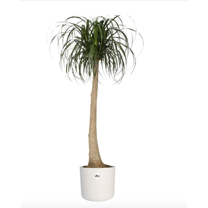 Macetero B.for Soft Round Elho Blanco 30 cm