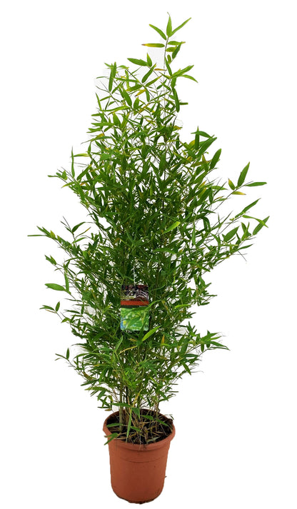 El Bambú Dorado - Phyllostachys 'bisetti' - Altura 160-170cm - ⌀28cm_0