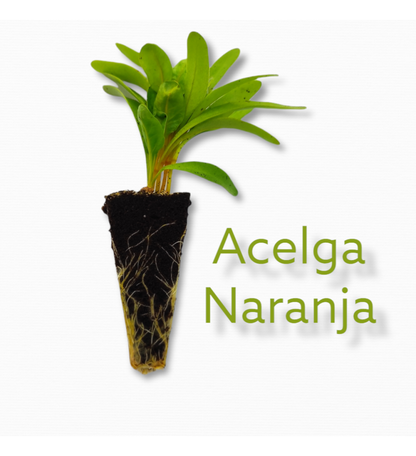 Plantón Acelga Naranja (10 Unidades)_1