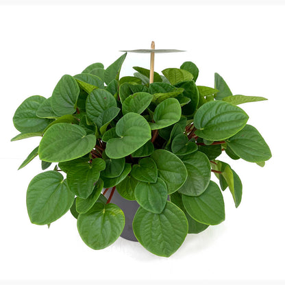 Peperomia Albovittata M17 35cm_1