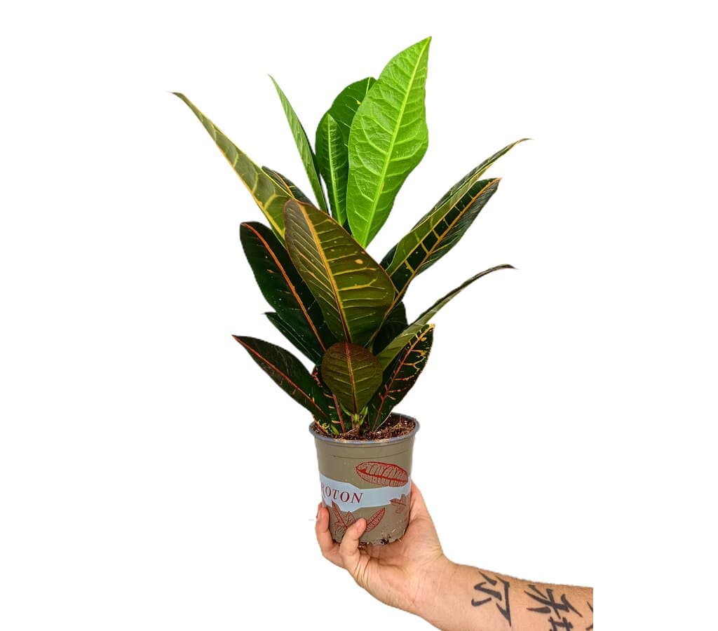 Croton Petra M13 40cm_1
