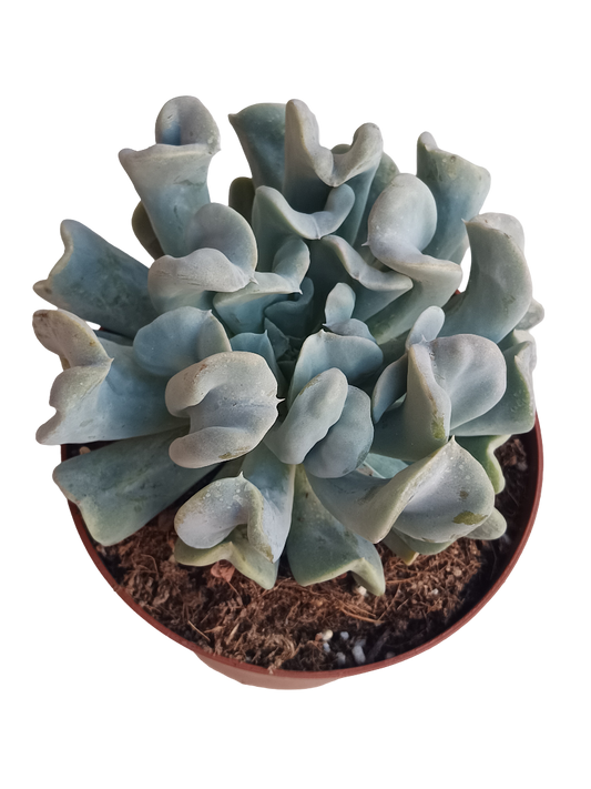 Echeveria Topsy Turbi Planta Suculenta De Sol Ø13