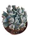 Echeveria Topsy Turbi Planta Suculenta De Sol Ø13