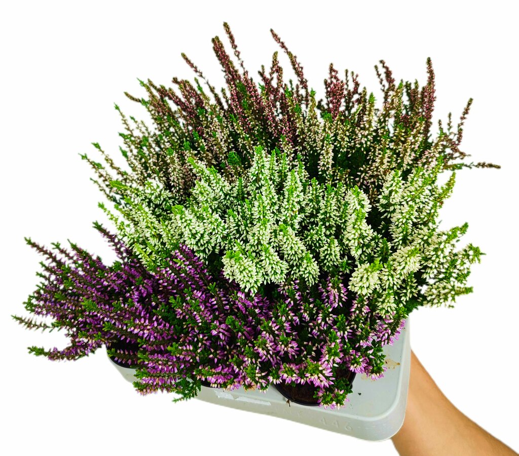 Calluna Vulgaris M6 (brezo)_0