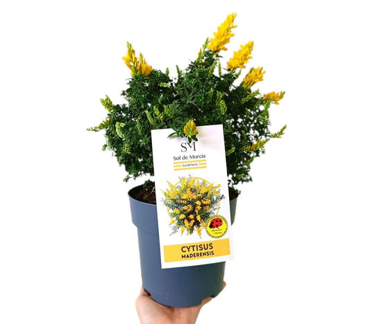 Cytisus Maderensis M17_0