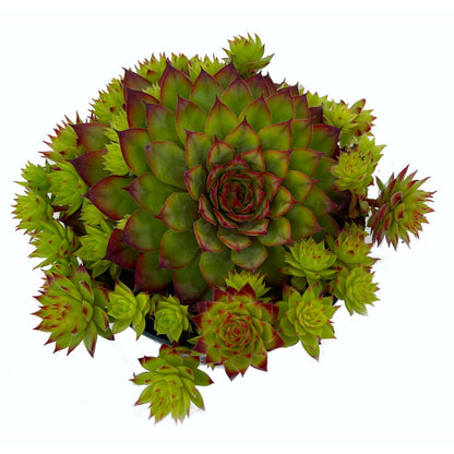 Sempervivum M9 (unidad)_1