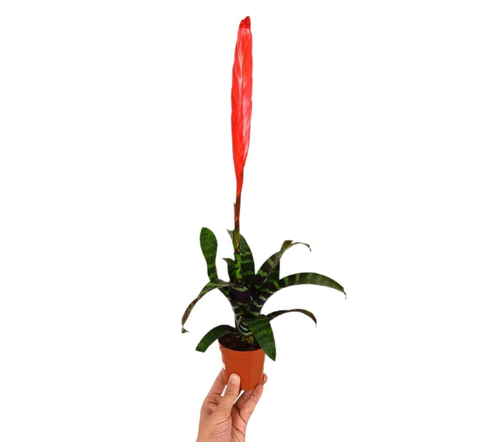Vriesea Era M9_0