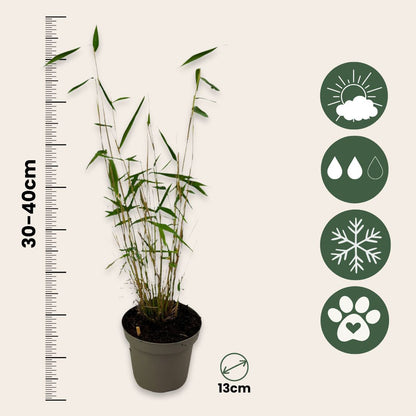 Bambú - 2 Pzs - Fargesia Papyrifera 'blue Dragon' - Altura 30-40cm - ⌀13cm_2