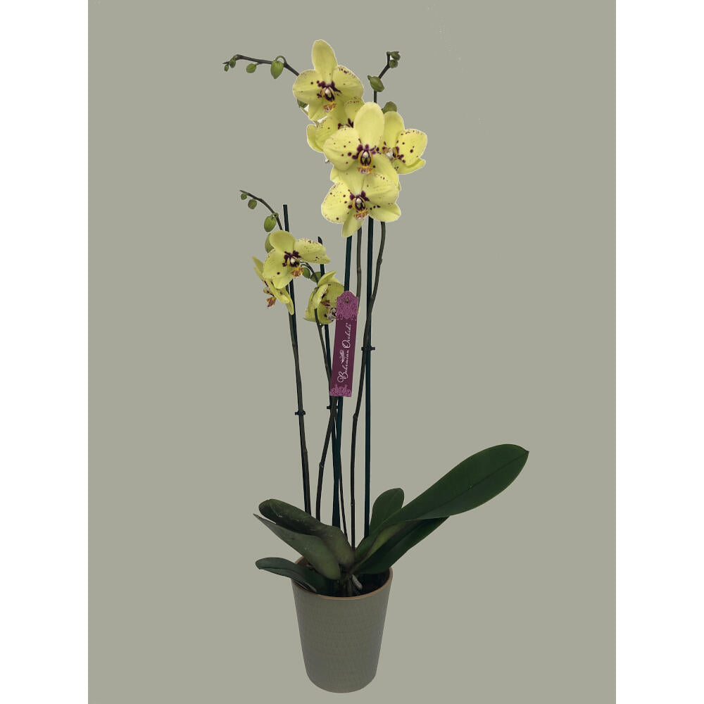 Orquidea Phalaenopsis Congada 2/3 Tallos M12 70cm