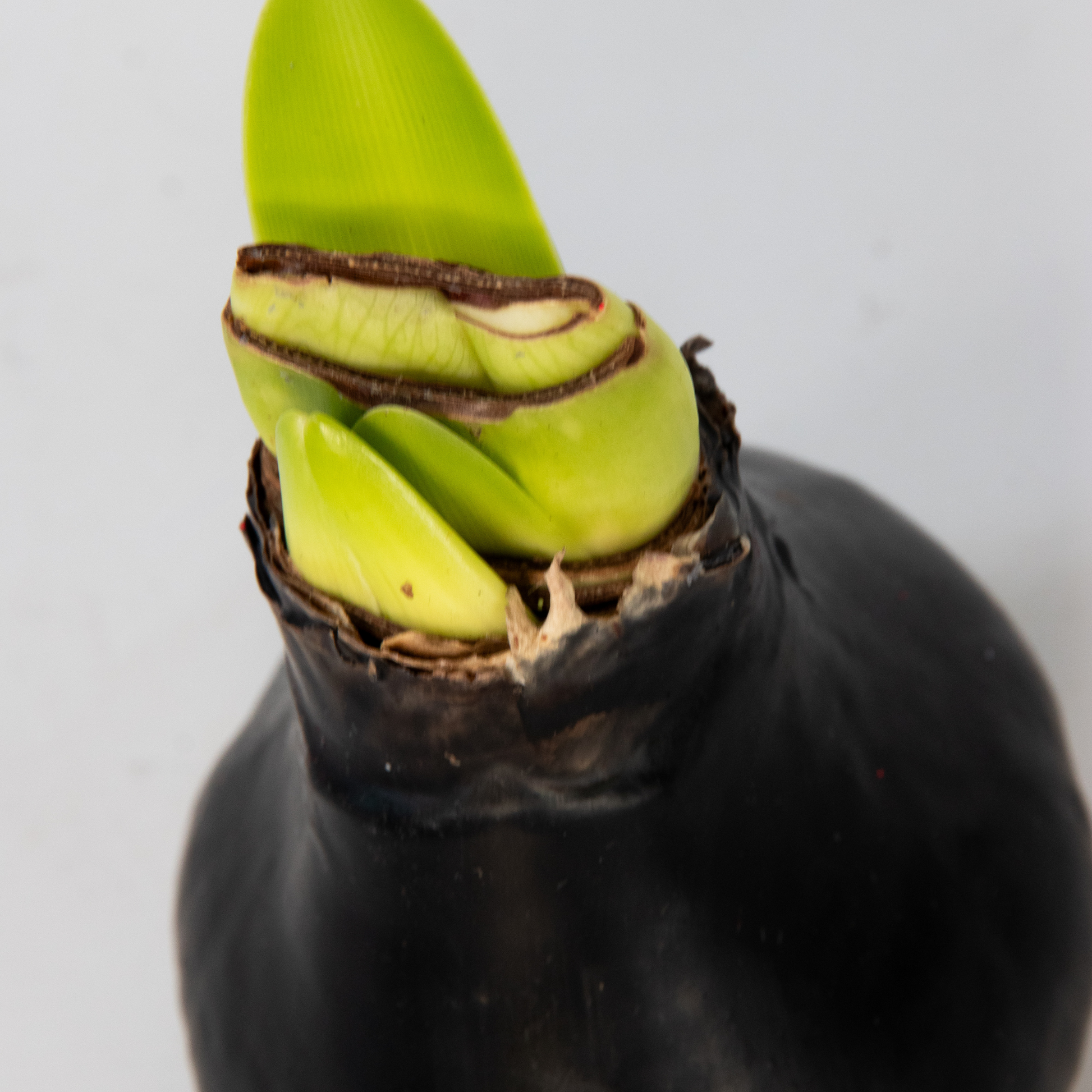 Amarilis - Hippeastrum 'wax Black' - Bulbo De Flor - Rojo