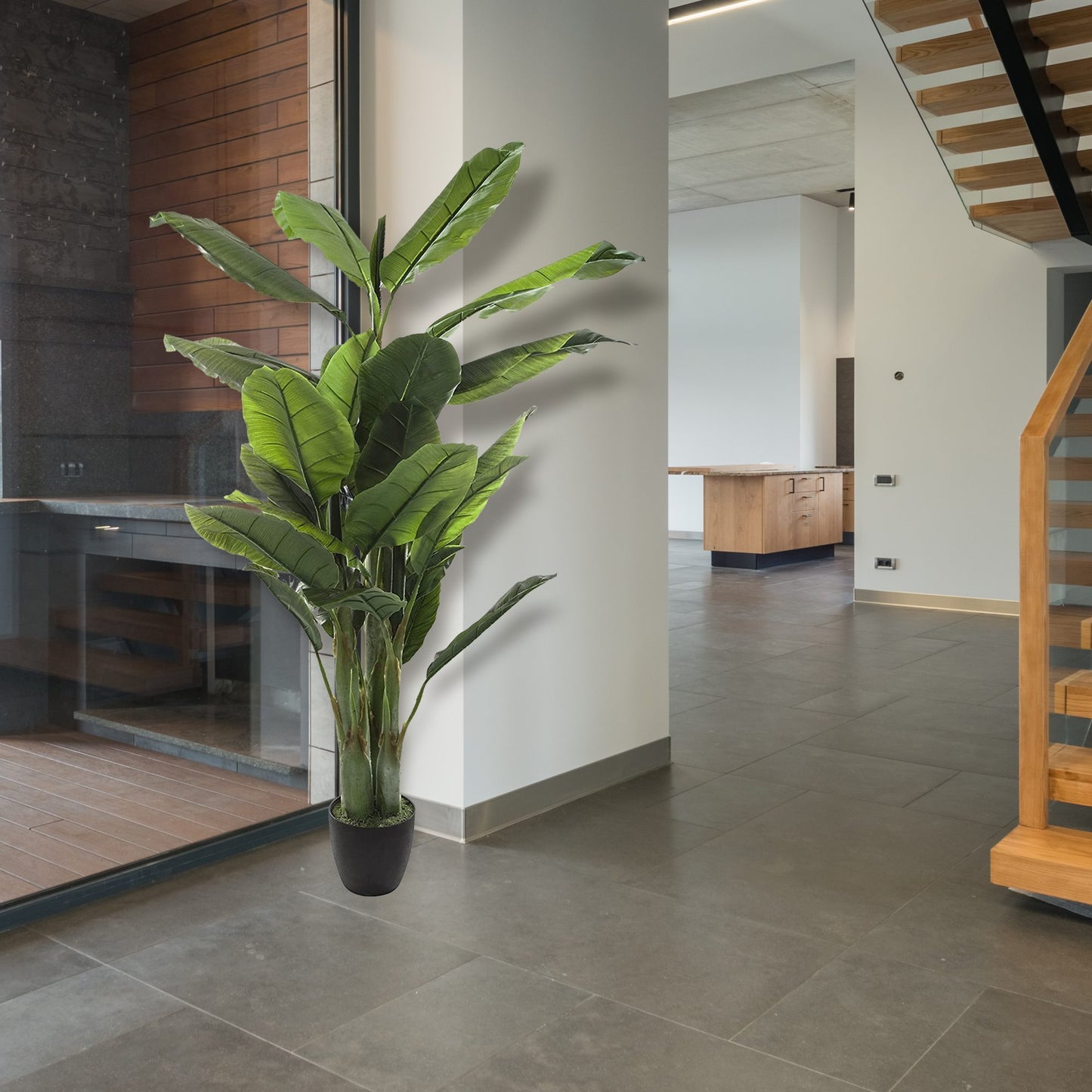 Planta De Plátano Altura 170