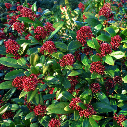 Esquimia - 4 Pzs - Skimmia Japonica 'rubella' - Altura 35-45cm - ⌀15cm_4