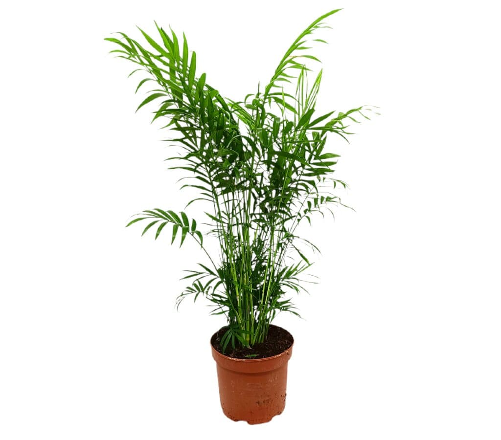Chamaedorea Elegans M17 65cm_0