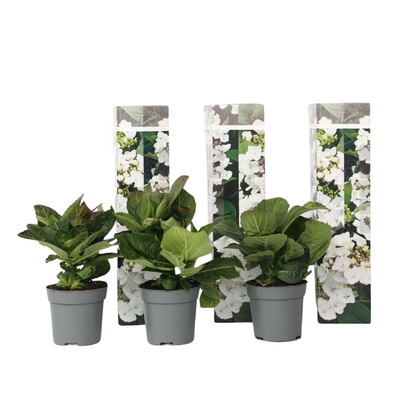 Hortensia - 3 Pzs - Hydrangea Macrophylla Teller 'benxi' - Altura 25-40cm - ⌀9cm