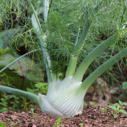 Plantón Hinojo - PlantaBo_1