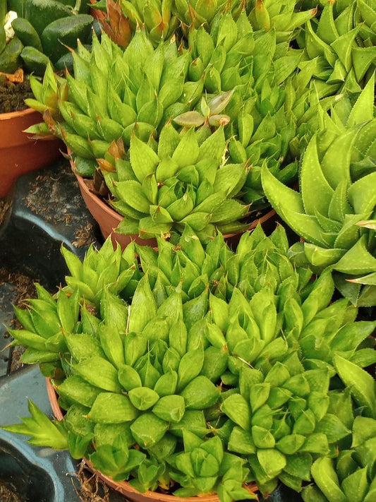Haworthia Cooperi Cactus Con Flor Pequeñas_0