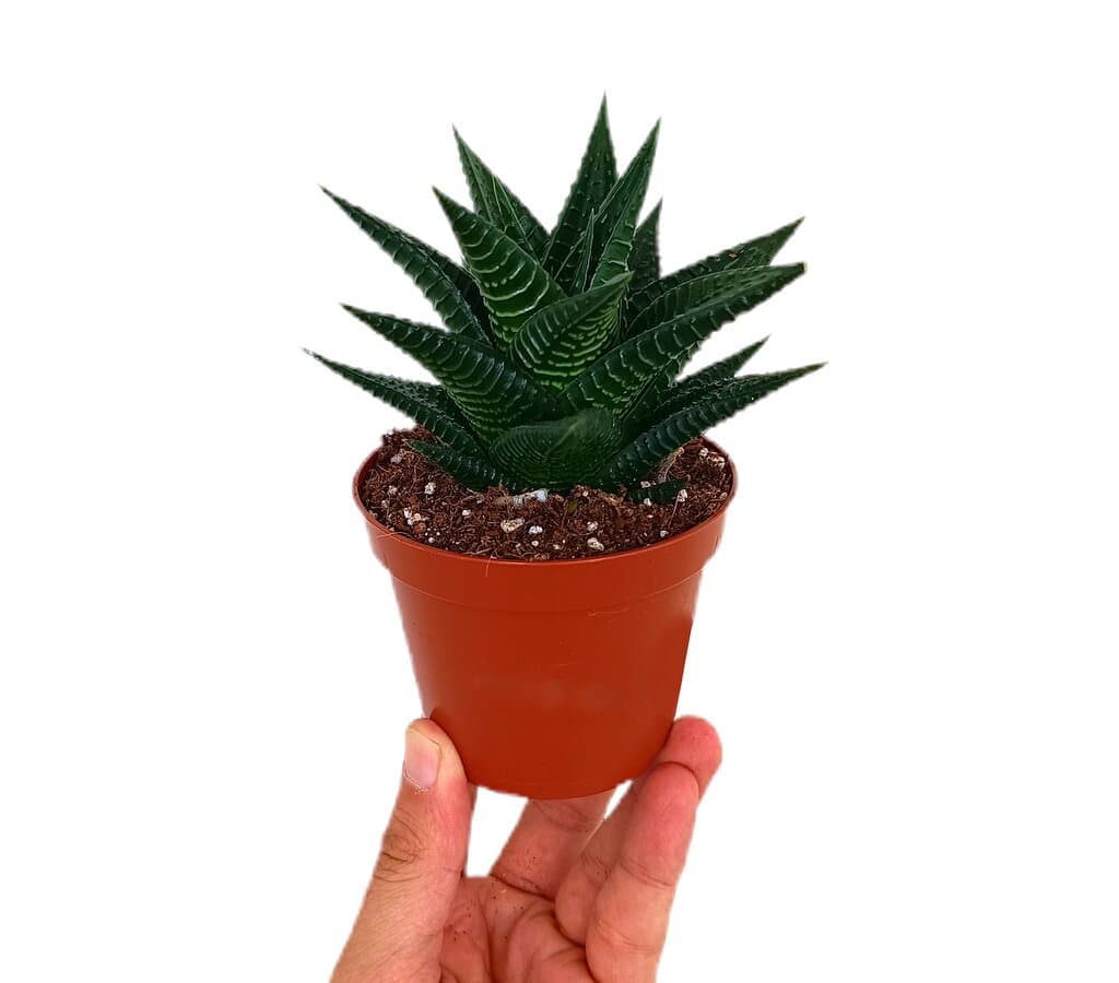 Haworthia Limifolia M8_0