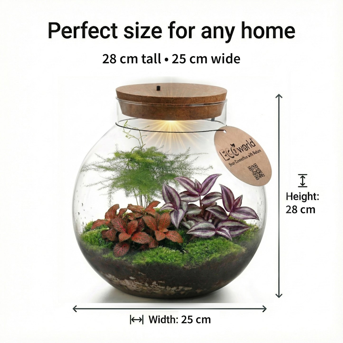 Terrario Grande - Ø30 Cm - Ecosistema - Cristal - Diy_5