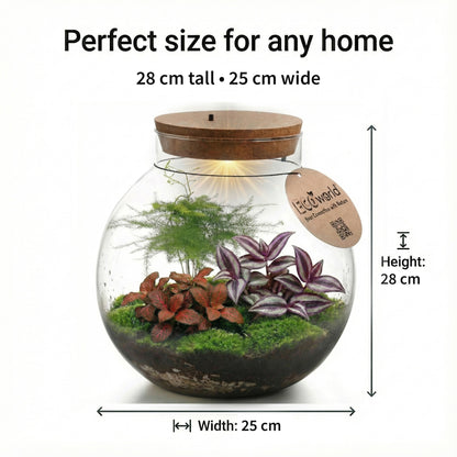 Terrario Grande - Ø30 Cm - Ecosistema - Cristal - Diy_5