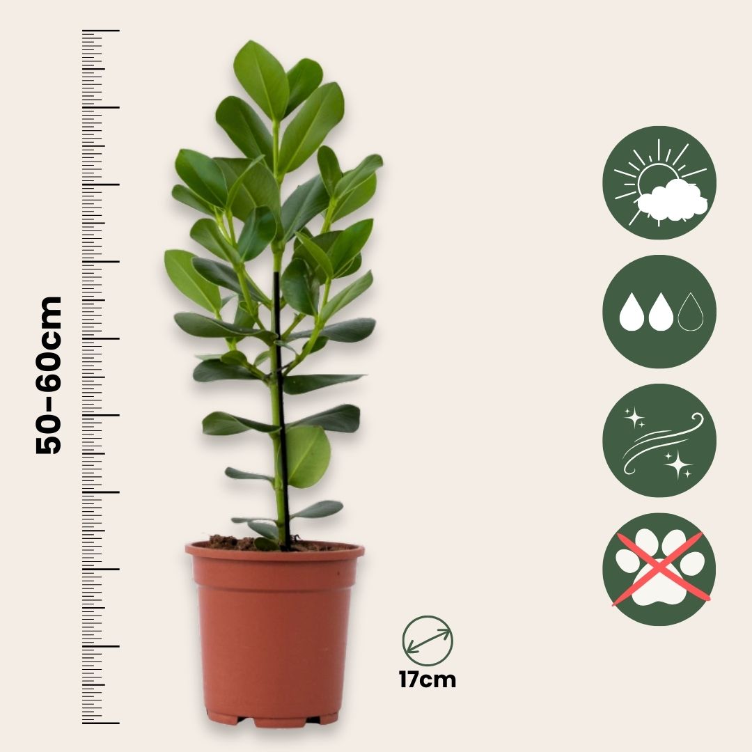 Copey Rosado - Clusia Rosea 'princess' - Incluye Cesta - Altura 50-60cm - ⌀17cm_2