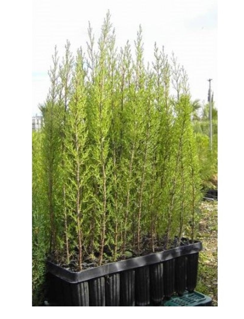 Cipres Sempervirens Bandeja 54ud_0