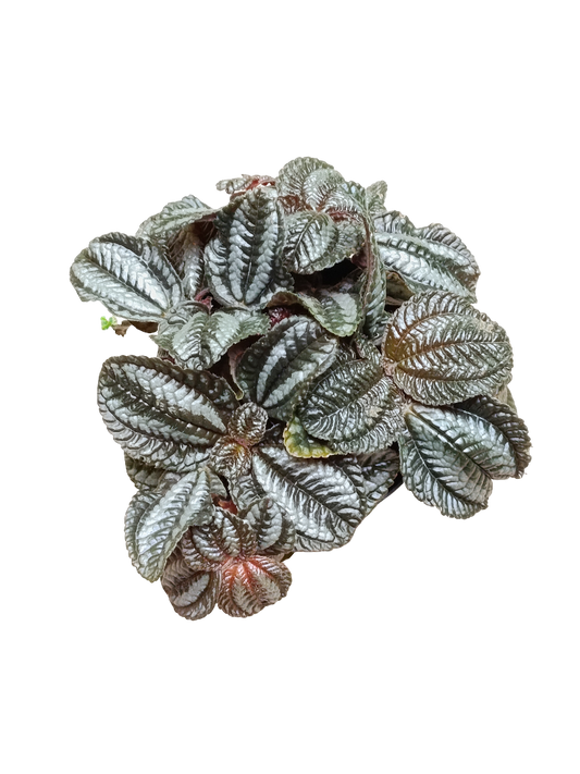 Pilea Norfolk Ø12 Planta De Interior Hoja Negra_0