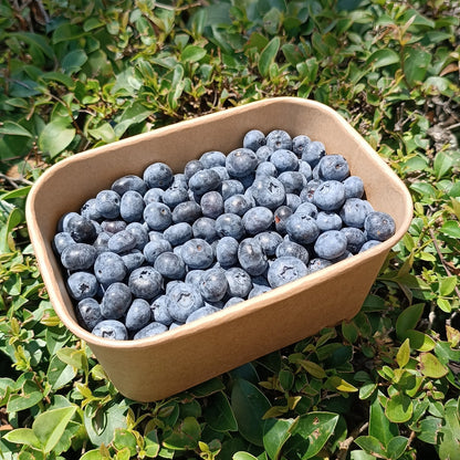 Arándanos Ecológicos | Tarrina De 500 G_0