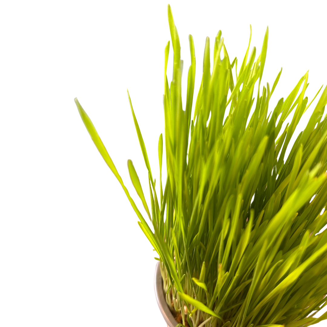 Kattegrass Hierba Para Gatos M12